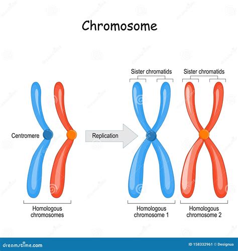 The Pairing Of Homologous Chromosomes Is Called