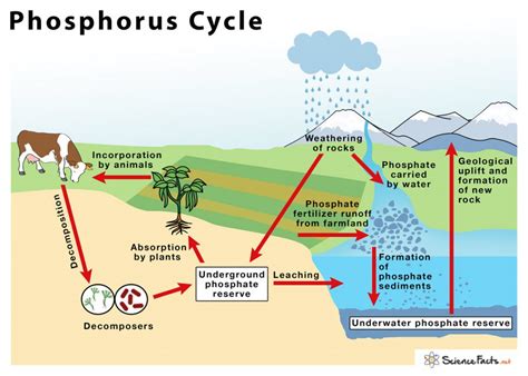 The Phosphorus Cycle Differs From The Biogeochemical Cycles In That