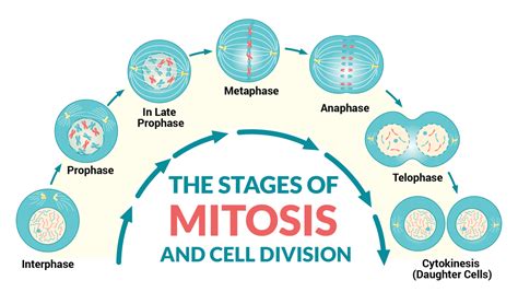 The Second Phase Of Mitosis Is Called