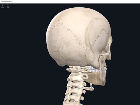 The Select Is The Only Movable Bone In The Skull.