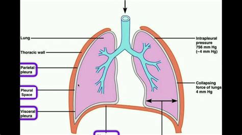 The Serous Membrane That Covers The Lungs Is The