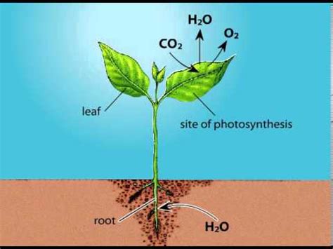 The Source Of Oxygen Produced During Photosynthesis Is