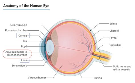 The Space Between The Cornea And The Iris Is The