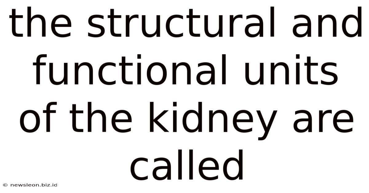 The Structural And Functional Units Of The Kidney Are Called