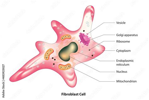 The Structural Framework In A Cell Is The: