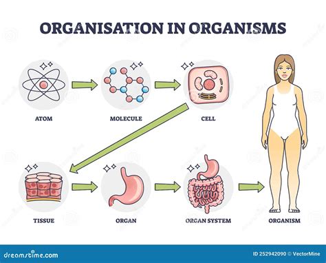 The Study Of An Organism's Structure Is