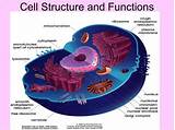 The Study Of Cell Structure And Function Is Called