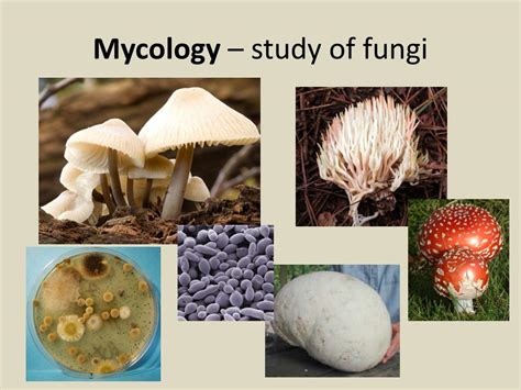 The Study Of Fungi Is Called