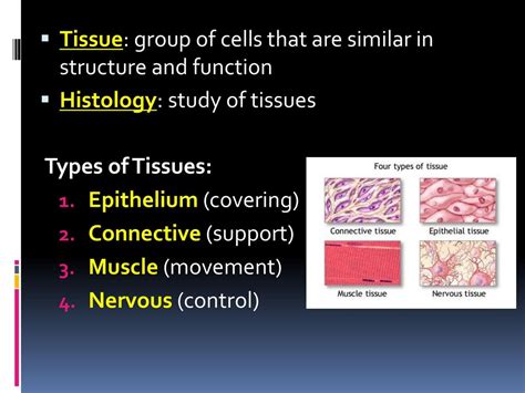 The Study Of Tissue Is Called