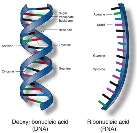 The Types Of Bonds Found In Nucleic Acids Are