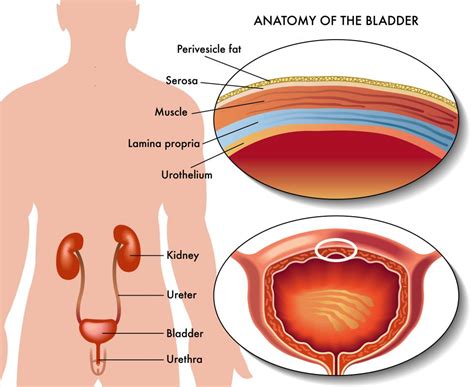 The Urinary Bladder And Ureters Are Lined By