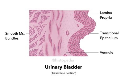 The Urinary Bladder Is Composed Of Epithelium