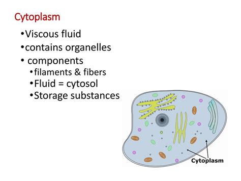 The Viscous Fluid Of The Cytoplasm Is Called