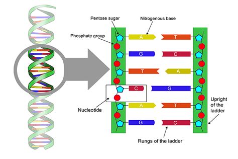 These Make Up The Rungs Of The Dna Ladder