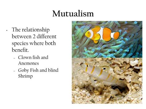 This Is The Interaction Of Two Organisms Where Both Benefit