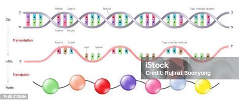 This Is The Process Of Copying Dna To Rna