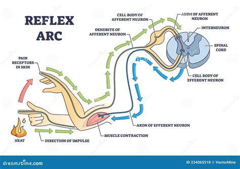 This Reflex Arc Shows A __________.