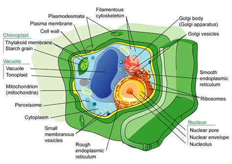 This Structure Provides Support And Protection For Plant Cells.