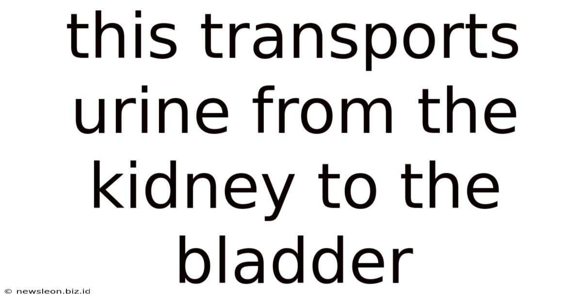 This Transports Urine From The Kidney To The Bladder