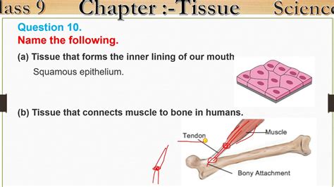 Tissue That Forms The Inner Lining Of Our Mouth