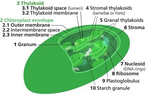 To What Does The Term Stroma Refer