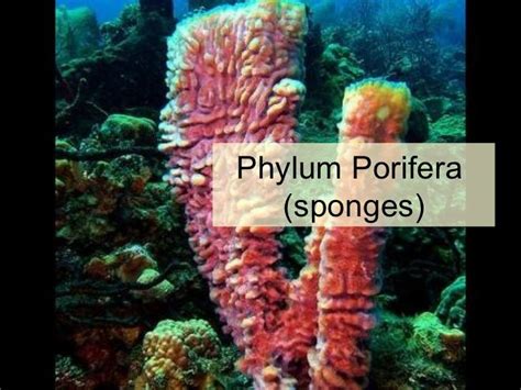 To What Phylum Do Sponges Belong