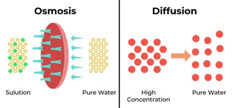 True Or False Osmosis Is A Type Of Diffusion