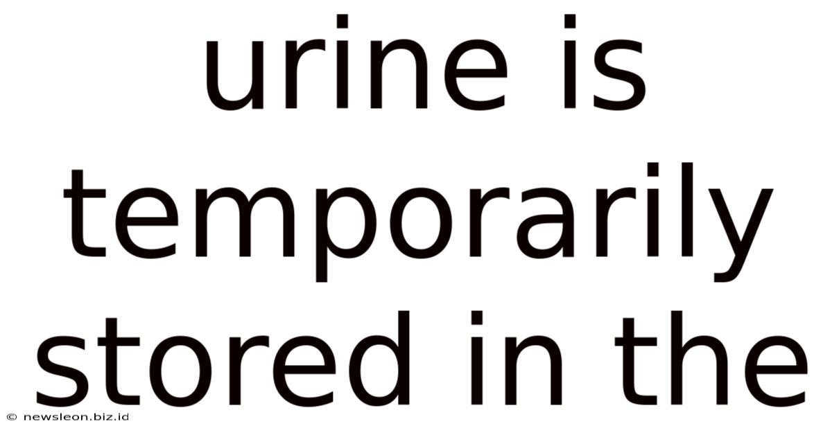 Urine Is Temporarily Stored In The
