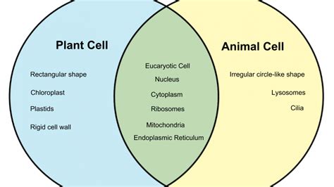 Venn Diagram Of Animal Cell And Plant Cell