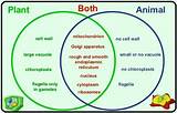 Venn Diagram On Plant And Animal Cells