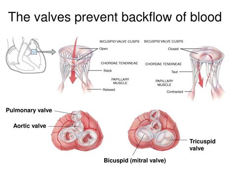 Vessels That Contain Valves To Prevent Backflow Of Blood