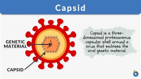 Virus Capsids Are Made From Subunits Called