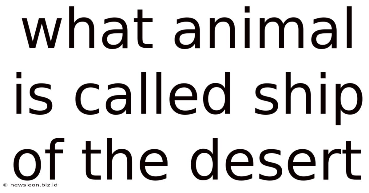 What Animal Is Called Ship Of The Desert
