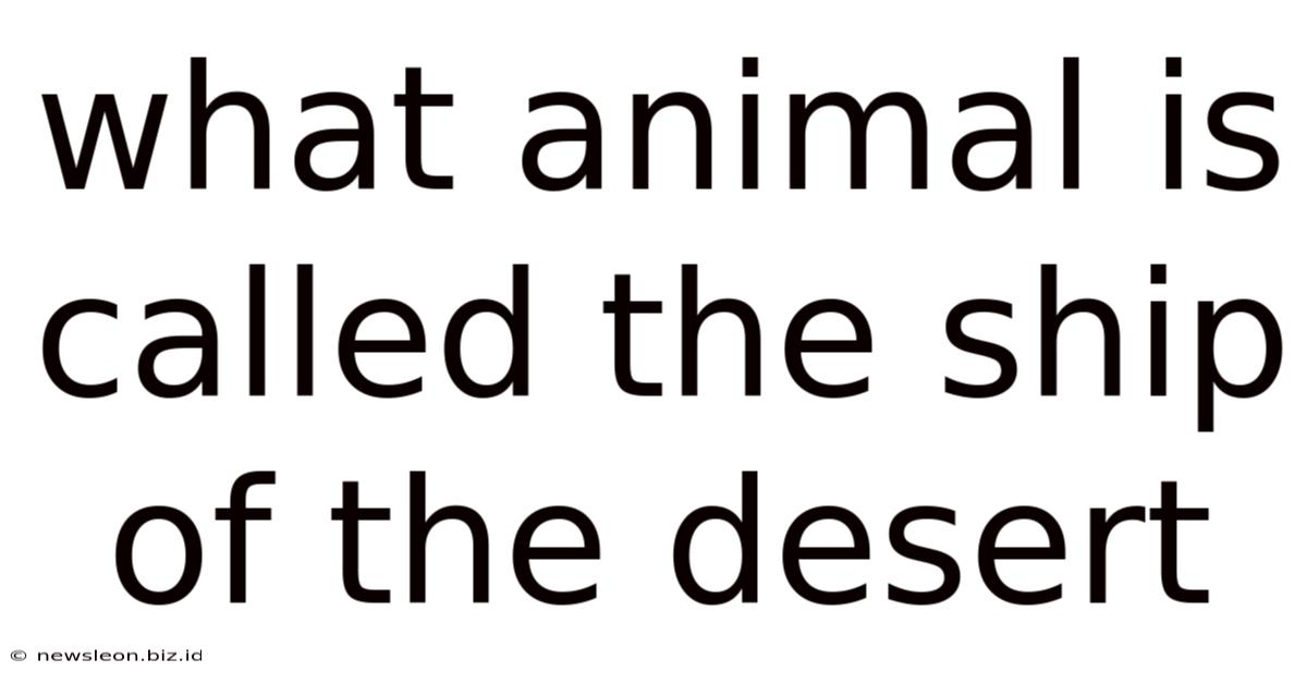 What Animal Is Called The Ship Of The Desert