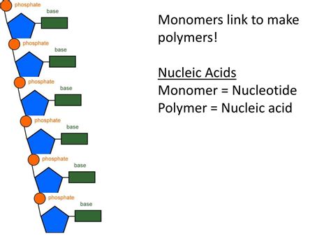 What Are Monomers Of Nucleic Acids