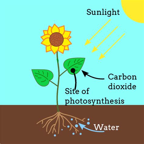 What Are Raw Materials For Photosynthesis