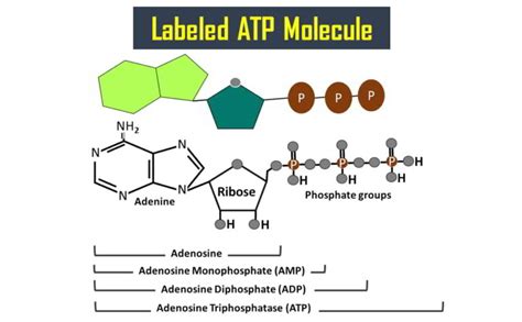 What Are The 3 Parts Of An Atp Molecule