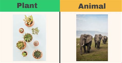 What Are The Differences Between Plant And Animal