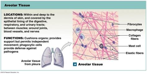 What Are The Functions Of Areolar Tissue