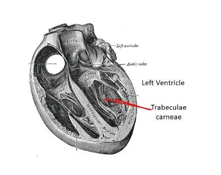 What Are The Muscular Ridges Within The Ventricles Called