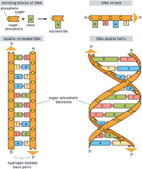 What Are The Steps Of The Dna Ladder Made Of