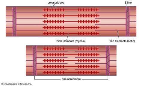 What Are Two Contractile Proteins Found In A Myofibril