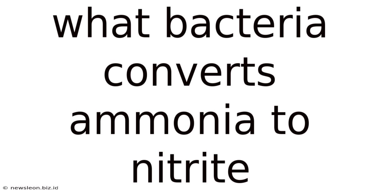 What Bacteria Converts Ammonia To Nitrite