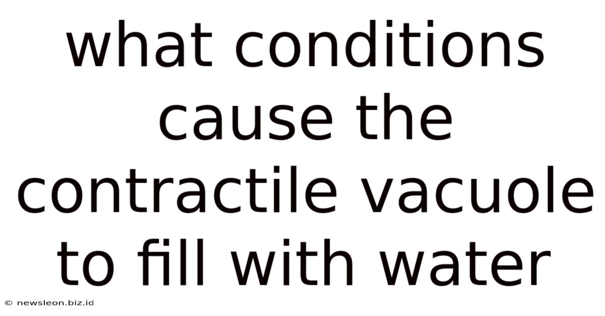 What Conditions Cause The Contractile Vacuole To Fill With Water