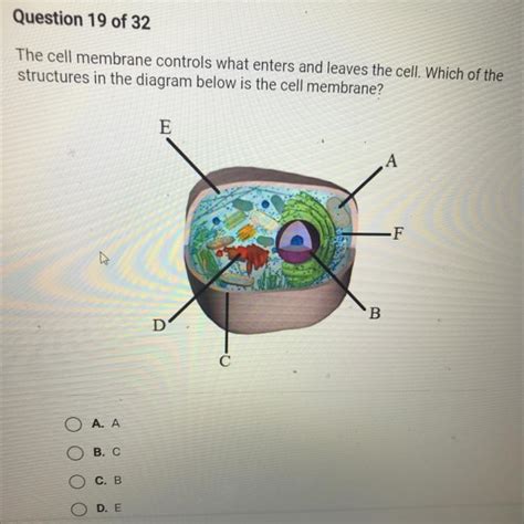 What Controls What Enters And Leaves A Cell