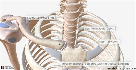 What Does The Clavicle Articulate With