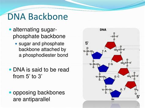 What Forms The Backbone Of Dna