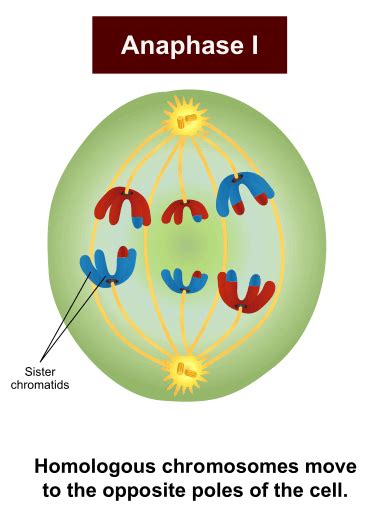 What Happens During Anaphase 1 Of Meiosis