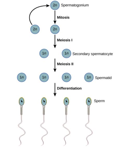 What Happens If Meiosis Does Not Occur