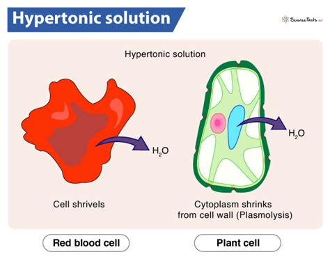 What Happens To A Cell In A Hypertonic Solution